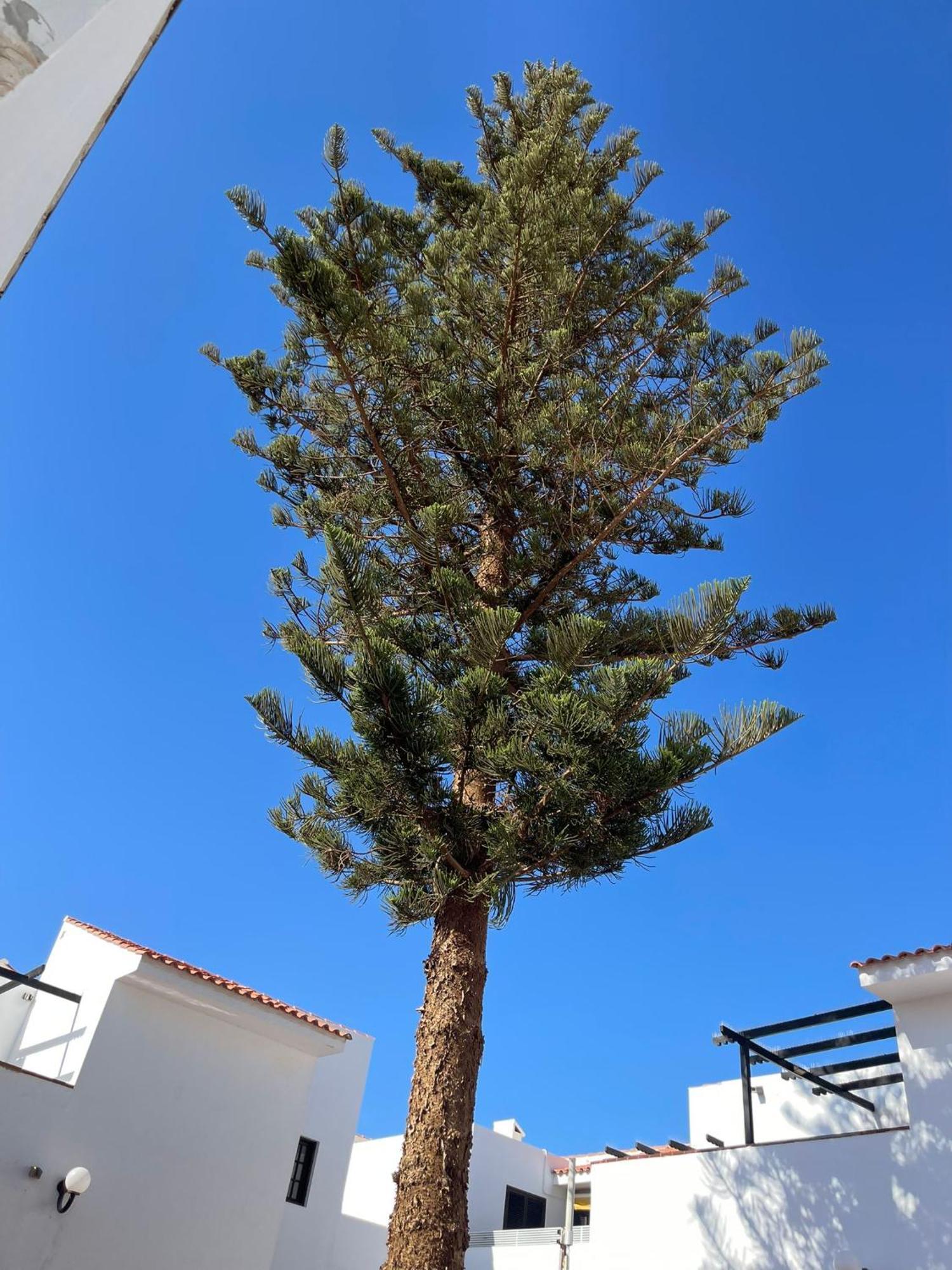 Apartamento Villa Florida 116 Caleta De Fuste Dış mekan fotoğraf